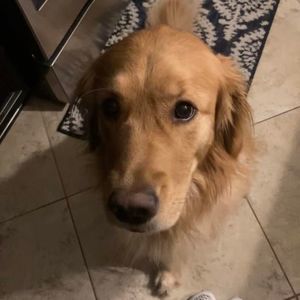 Meet your Posher, Lila